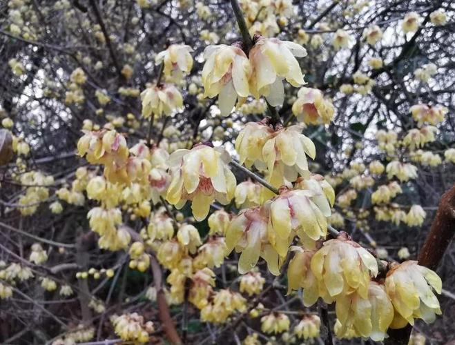 花芳香是吸引昆虫传粉的适应特性
