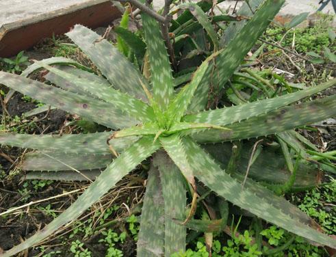 百度识别植物