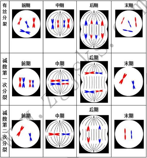 有丝分裂过程图