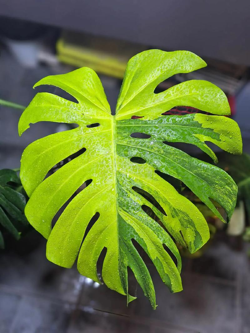 华为识别植物怎么打开