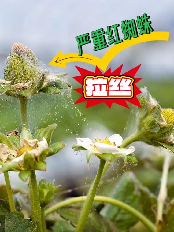 红蜘蛛土豆视频游戏截图