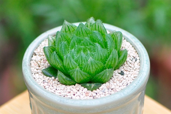 隐黑 红莲玉露