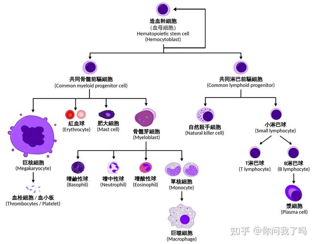 B细胞和浆细胞的关系