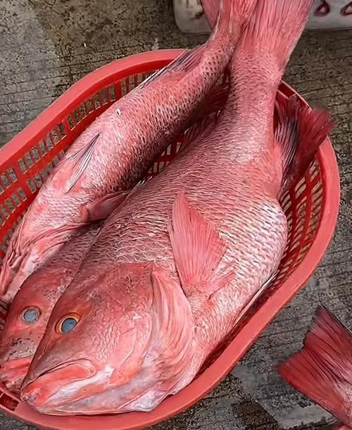 海南红鱼是什么鱼