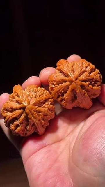 仿版大粗筋核桃