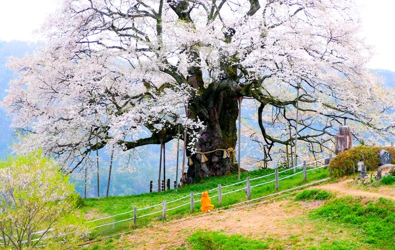 日本的“樱计划”