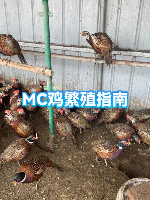 我的世界网易版马怎么繁殖