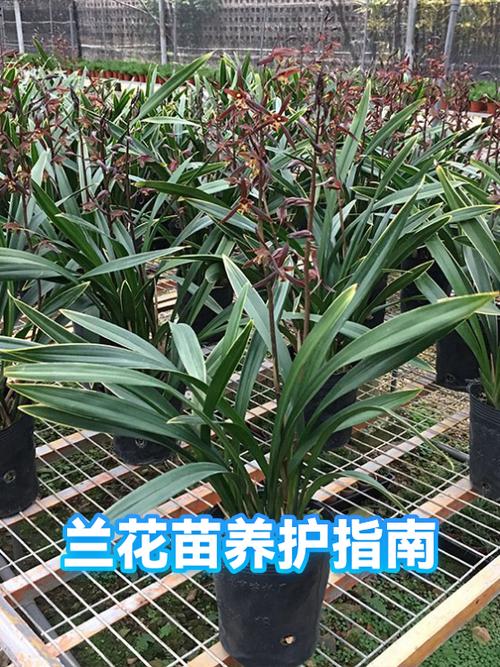 月月兰花的种植方法截图