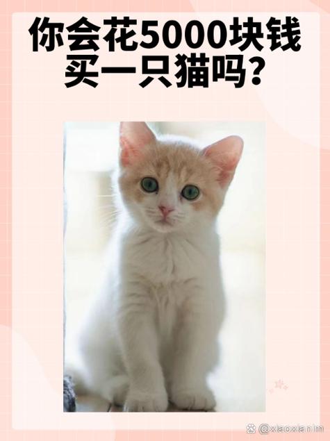 一个人养猫最多可以养多少只
