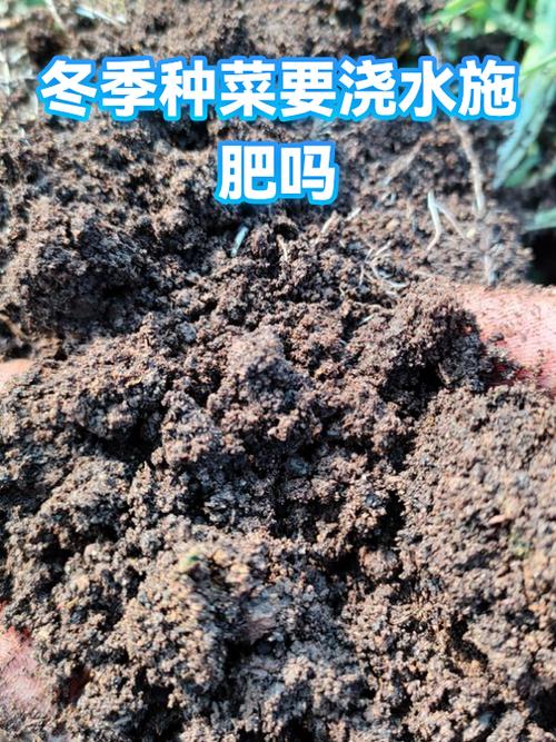 冬天种菜浇水最佳时间