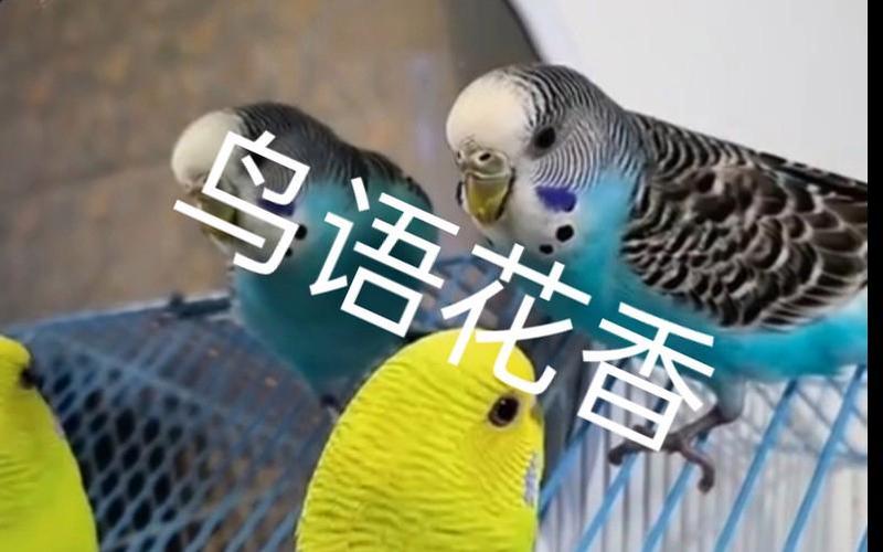 虎皮鹦鹉鸟语“过来”