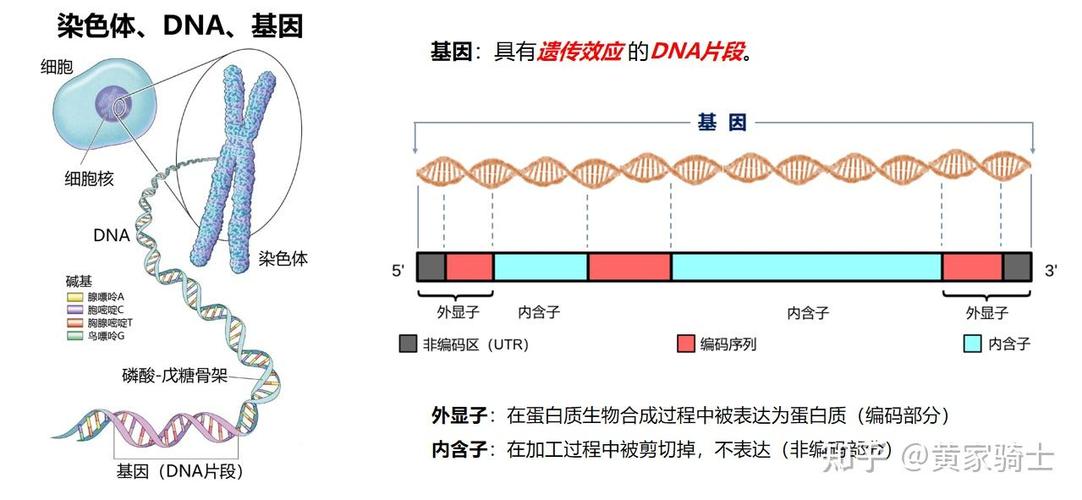 基因检测有必要做吗