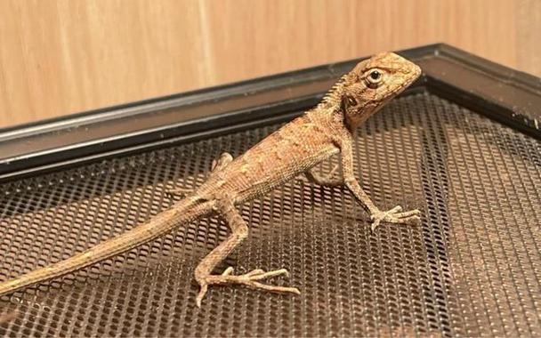 常见的20种蜥蜴
