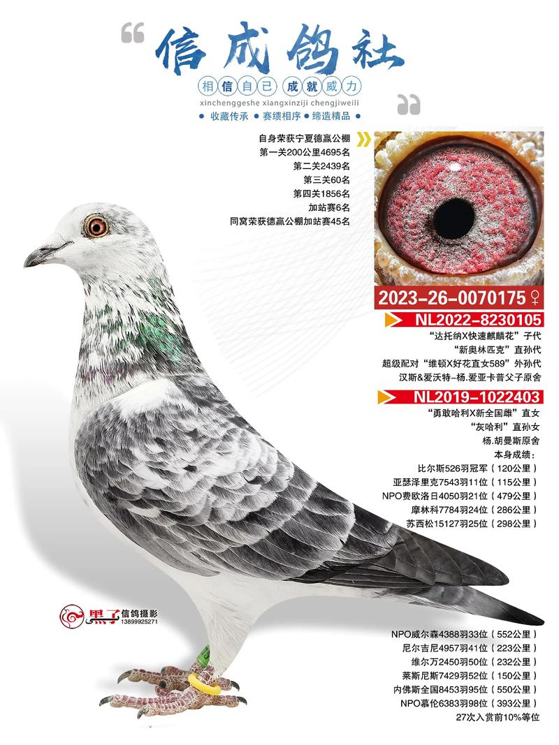 赛鸽比赛最佳观看设备