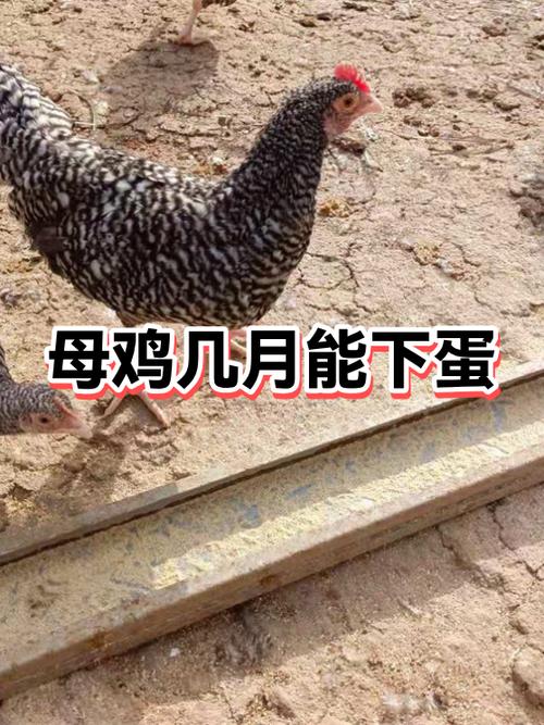 母鸡下完一批蛋多久再下蛋