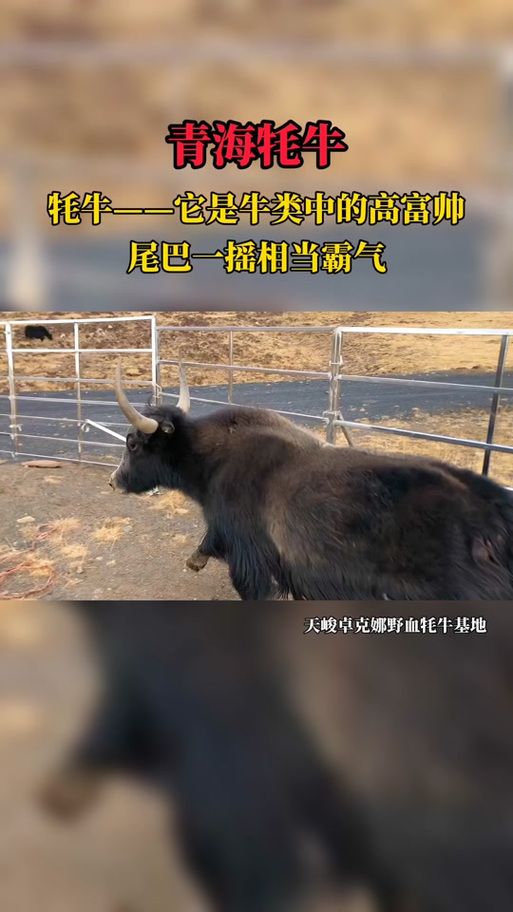 雄壮远足牦牛怎么获得