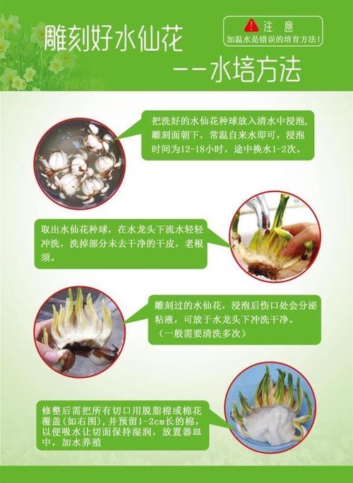 水仙花种植管理过程