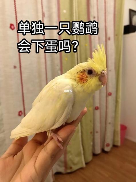 单只母玄凤会一直下蛋吗
