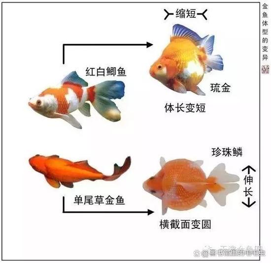 小金鱼的寿命是多少年截图