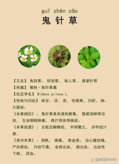 鬼针草的图片
