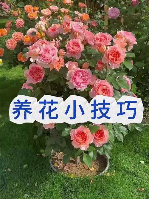 种花养花培训