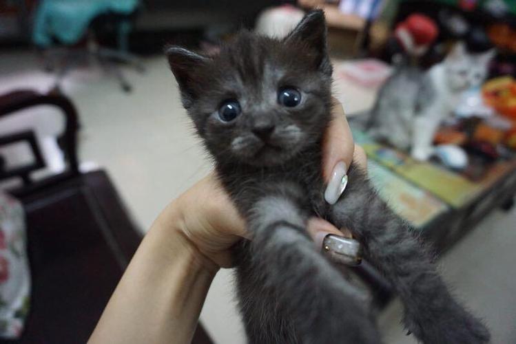 英短和美短串出来的猫