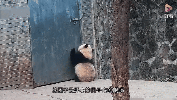 熊猫养成记是关门了吗