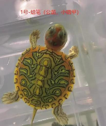 果冻巴西龟长大了好看吗