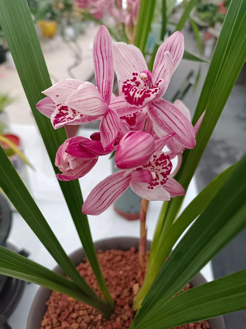 香遇app苹果