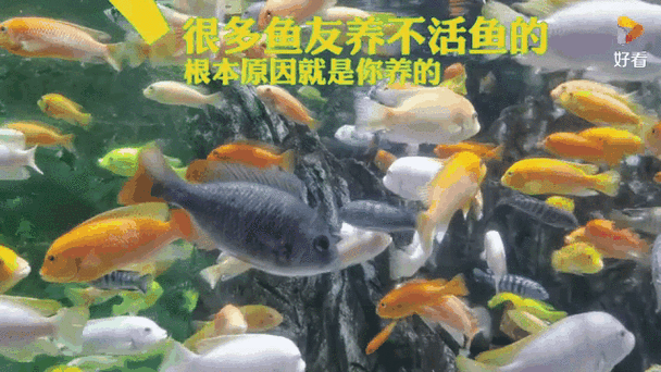 你不会是养鱼的吧什么意思