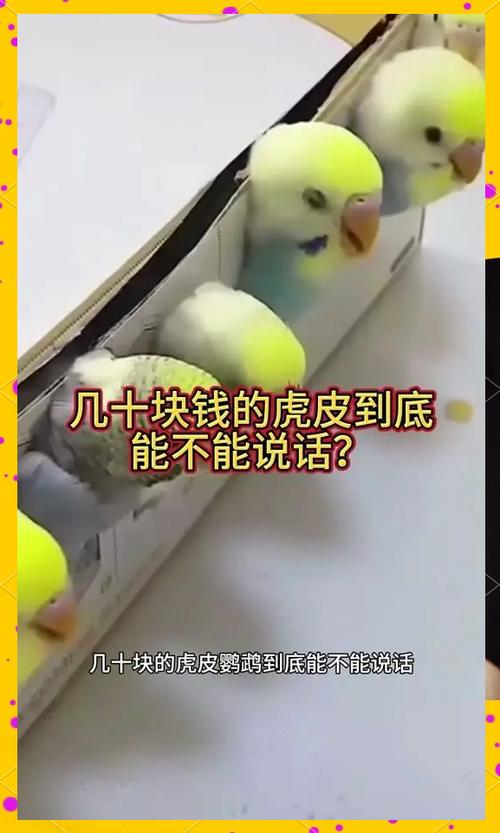 虎皮鹦鹉手养教程缩略图