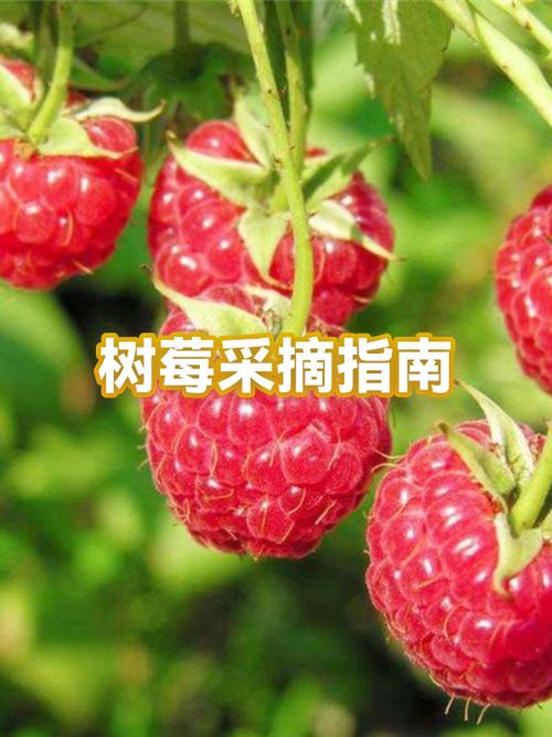 上海周边采摘园推荐
