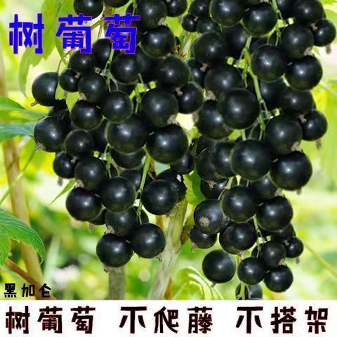 黑加仑是嘉宝果吗