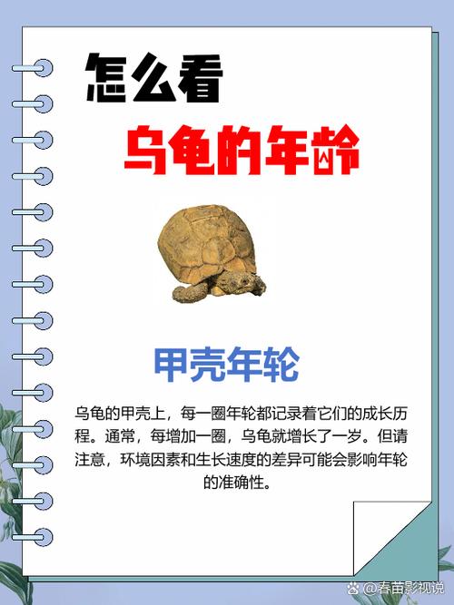 乌龟多久算一岁