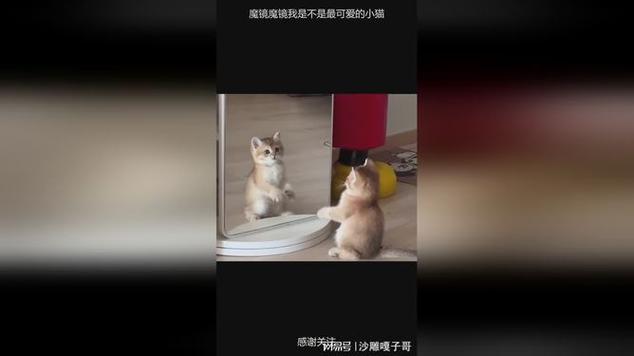 猫脸特效app