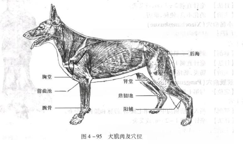 猫咪走路后腿无力怎么回事截图