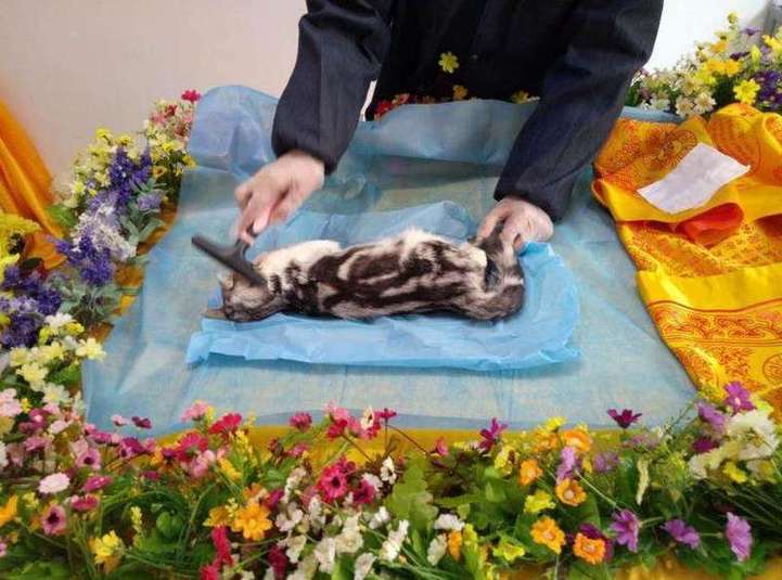 猫咪临死前有哪些表现