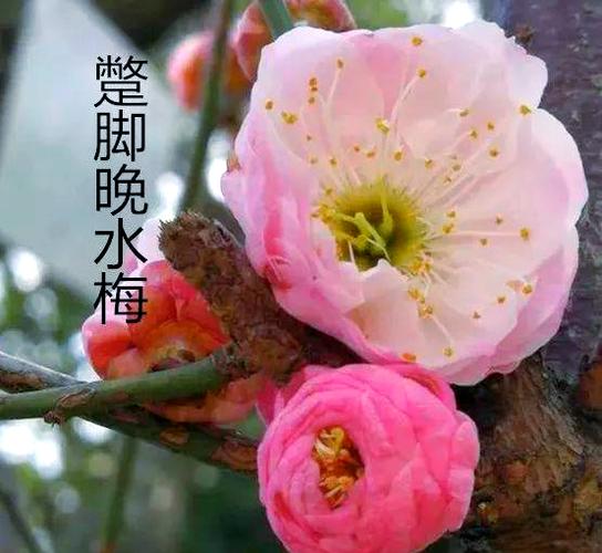 梅花有什么品种各有什么特点