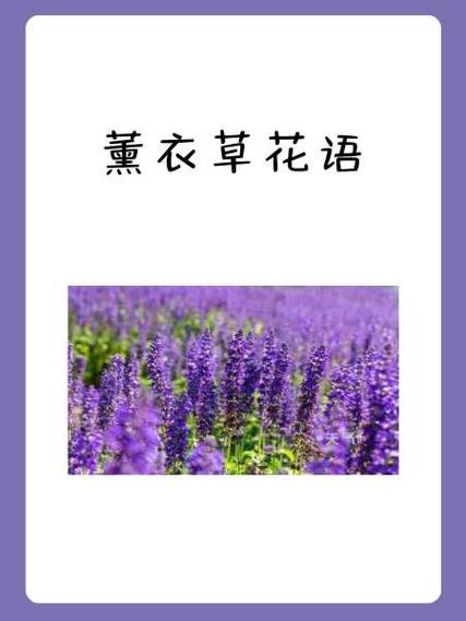 薰衣草的花语是什么