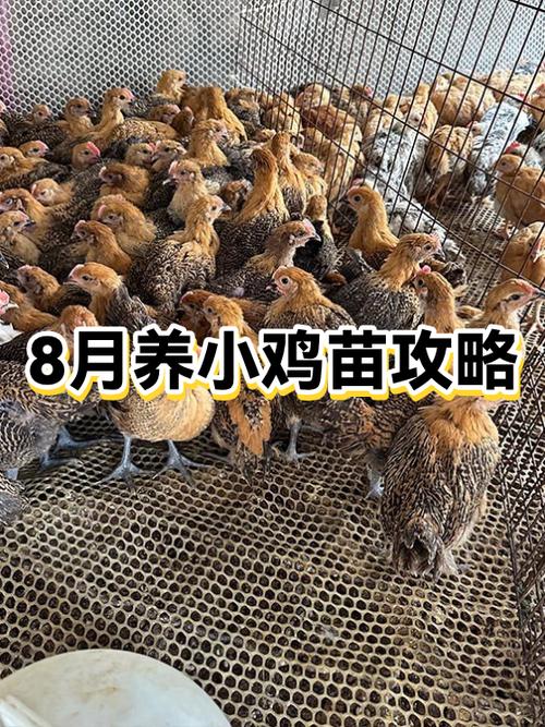 养小鸡的技术和方法