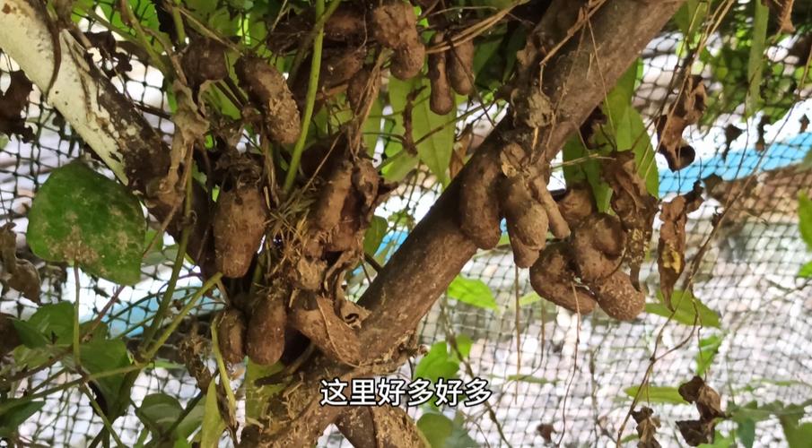 植物啊抓
