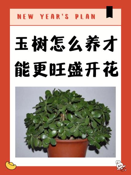 玉树怎样才能开花