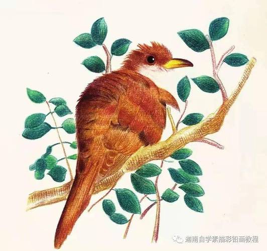 布谷鸟e19使用图解步骤