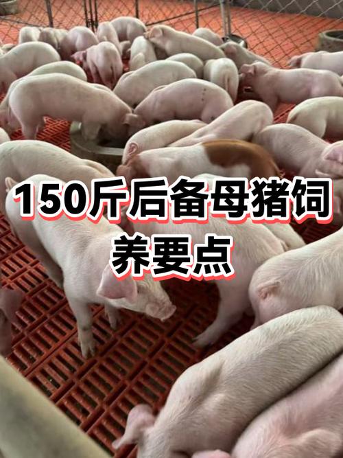 养母猪10大忠告