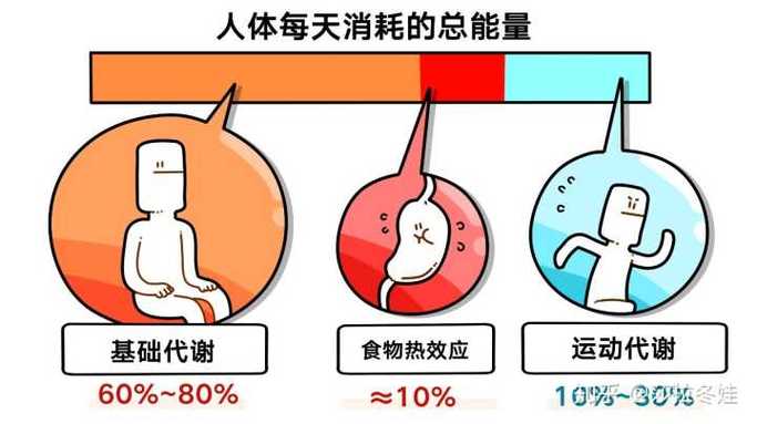 睡觉消耗能量更大