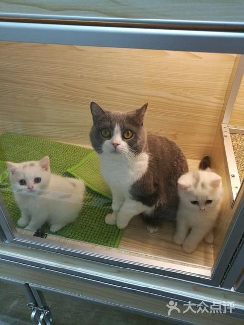 猫咪喵呜叫