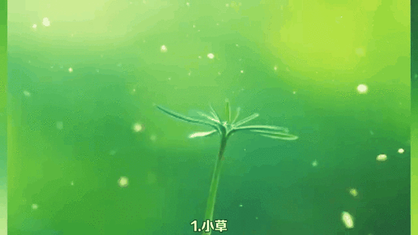 小草客户端 apk 2.1