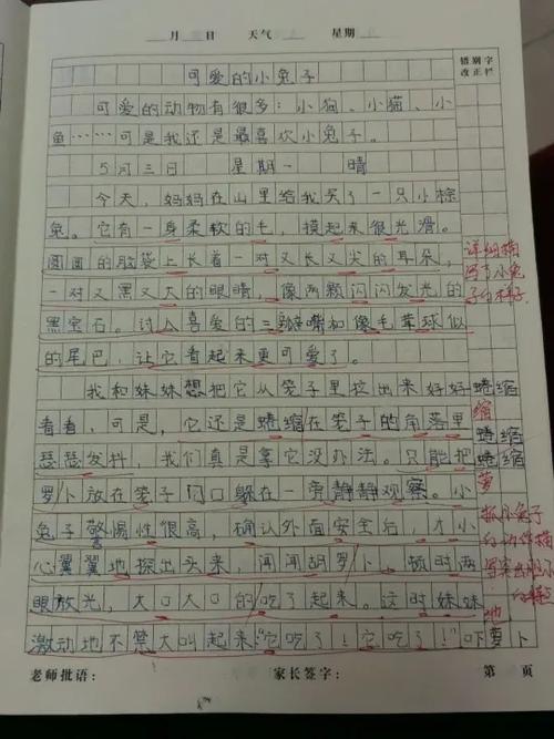 小兔子的小作文
