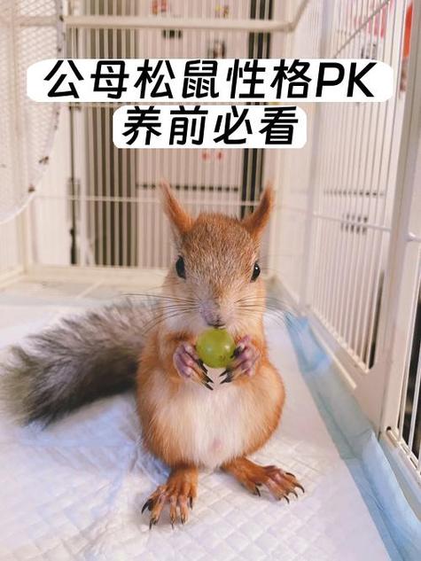 松鼠型人格是什么意思