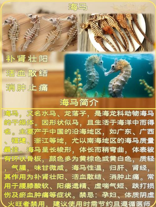 中药海马的功效与作用及食用方法
